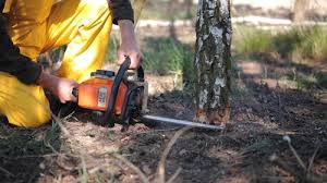 Best Leaf Removal  in Dunedin, FL