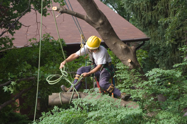Best Tree Mulching  in Dunedin, FL