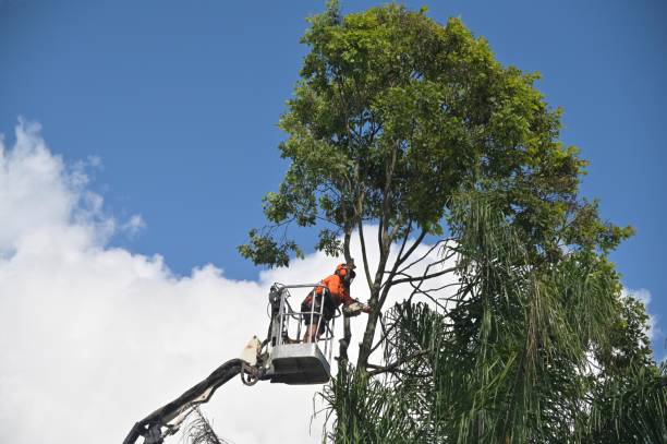 Best Soil Testing and Treatment  in Dunedin, FL