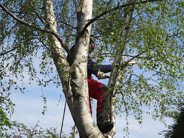 Best Hazardous Tree Removal  in Dunedin, FL